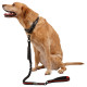 Trespass Λουρί ασφαλείας σκύλου Dog Bungee Lead Zathena